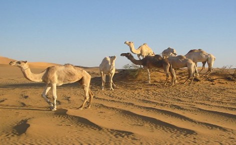 بالفيديو.. طرق استخدام ذاكرة الجمل لمعرفة مواطن السكن