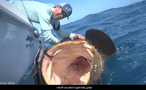ملايين المشاهدات لفيديو اصطياد "الأخفس العملاق" أحد اكبر انواع الهامور