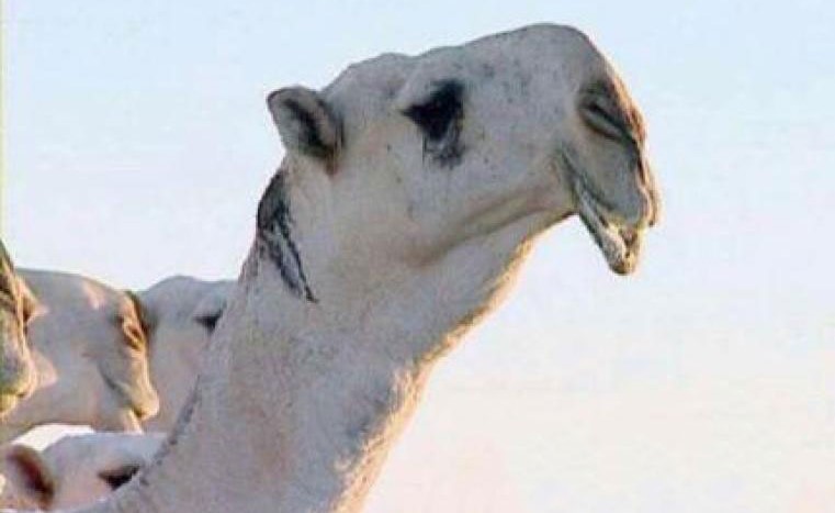 بعد تجاوز مبيعات "قعدانه" 300 مليون ريال.. نفوق الفحل الشهير "الكنق"