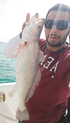 السيف: الشماهي بالدردور وغرامه الربيانه