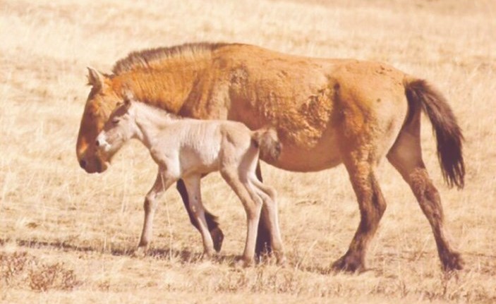 ستيفاني غريشام نشرت صورة للجواد فيكتوري﻿