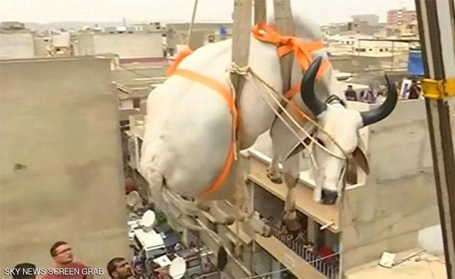 بالفيديو.. تربية أضاحي العيد على الأسطح في كراتشي