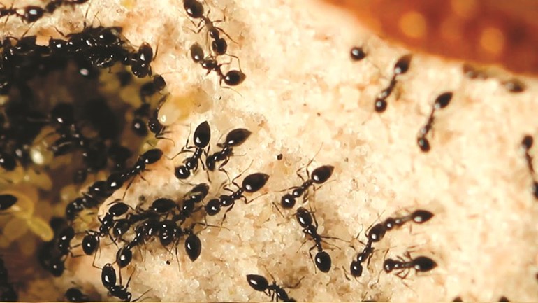 نمل Monomorium ناقل للأمراض﻿
