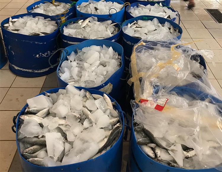التجارة ضبطت إيقاع الأسعار في سوق السمك.. الميد هاوياً من 90 إلى 45 والروبيان بين الـ 30 والـ 60