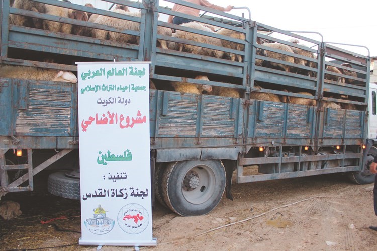 الأضاحي في فلسطين ﻿