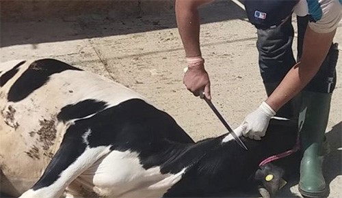 هل رؤية الأطفال لذبح الأضاحي خطر.. خبيرة نفسية تجيب