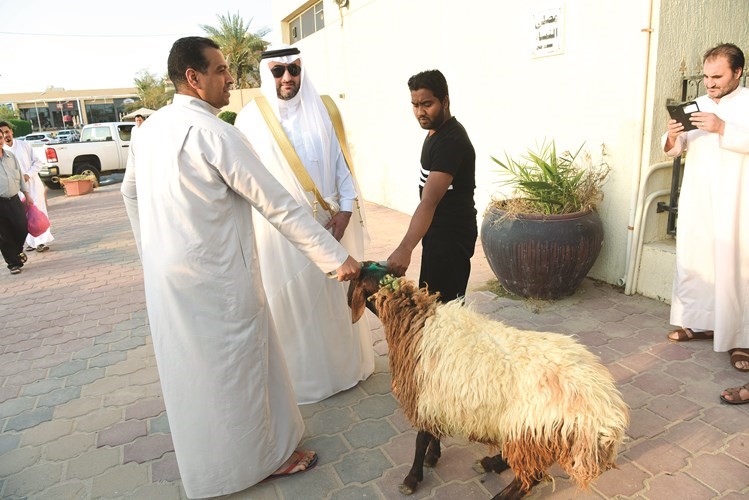 ذبح الأضاحي سنة مؤكدة ﻿