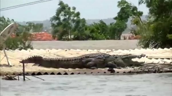 بالفيديو.. تمساح يلجأ إلى سطح أحد البيوت في الهند بسبب الفيضانات القوية