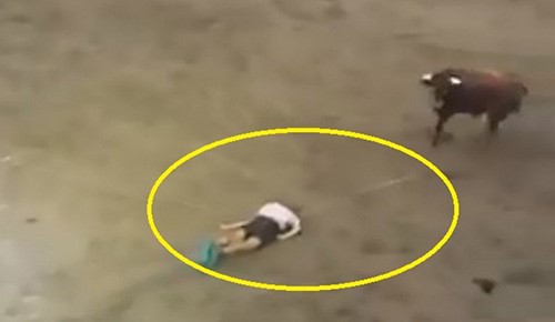 بالفيديو .. ترويض الحيوانات ينتهي بثور يجرُّ رجلاً بحبل