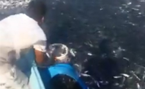 فيديو ينتشر عبر مواقع التواصل .. شاهد سهولة صيد الأسماك في خليج عُمان