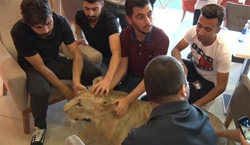 بالفيديو.. أسد في شوارع دهوك العراقية.. ولا أحد يخشاه