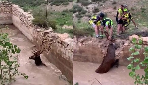 بالفيديو.. دراجون ينقذون غزالا حاصرته المياه في إسبانيا بسحبه من قرونه