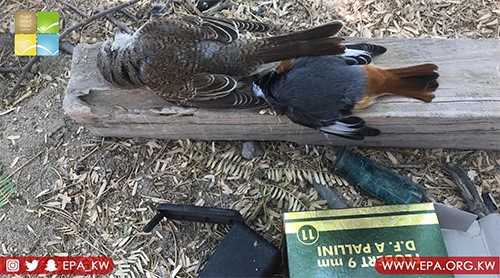 بالفيديو.."البيئة": ضبط أشخاص يقومون بالصيد بأماكن غير مسموح بها في فيلكا