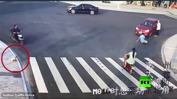 بالفيديو.. شاهد كيف يعطي كلب درسا بقواعد المرور!