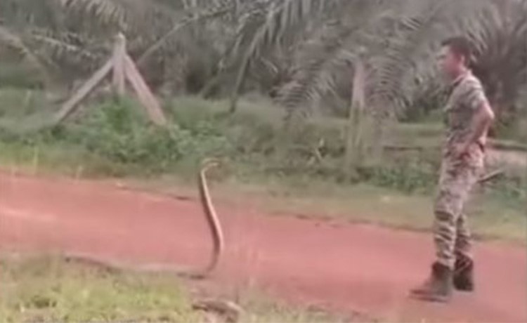 فيديو الموت المخيف.. كيف تسيطر على حية كوبرا بيديك في دقيقة واحدة؟