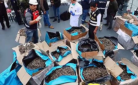 بالفيديو.. ضبط شحنة غير شرعية لفرس البحر بـ 6 ملايين دولار في بيرو
