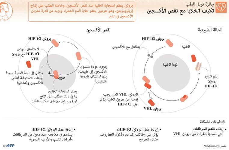 بالفيديو.. «تكيف الخلايا مع الأكسجين» يمنح أميركيين وبريطانياً «نوبل» للطب