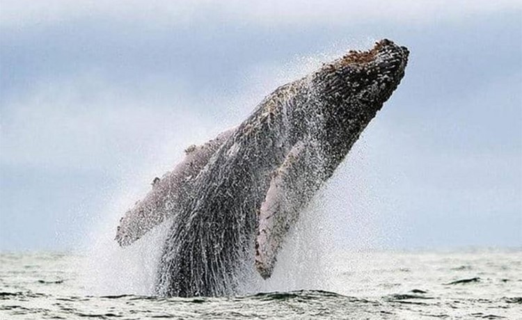 كيف تحمي الحيتان صغارها؟.. دراسة تكشف "الطريقة السرية"