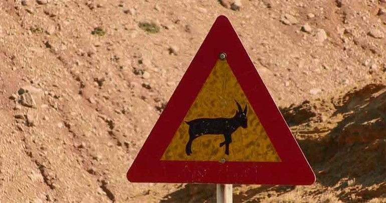 بالفيديو.. الماعز بصدد تدمير جزيرة يونانية