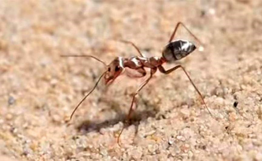 باحثان يصوران أسرع نملة في العالم: تمشي 108 أضعاف طولها في الثانية
