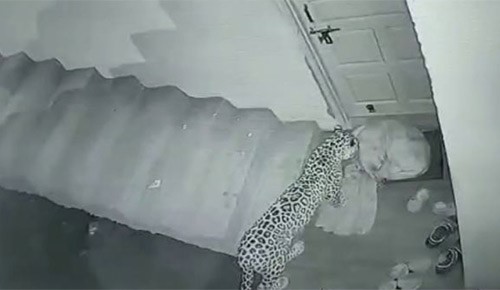 بالفيديو.. فهد يفترس كلبا نائما بجانب باب منزل