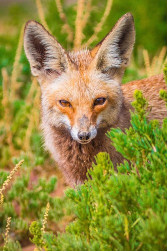 الزيدان: وضع محمية الجهراء على قائمة (IUCN) العالمية دلالة على نجاح جهود المحافظة عليها وتطويرها
