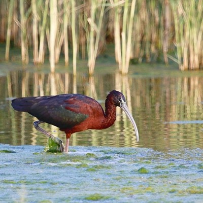 الزيدان: وضع محمية الجهراء على قائمة (IUCN) العالمية دلالة على نجاح جهود المحافظة عليها وتطويرها
