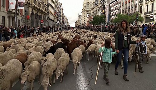 بالفيديو.. قطعان من الغنم تحتل شوارع مدريد الأكثر شهرة