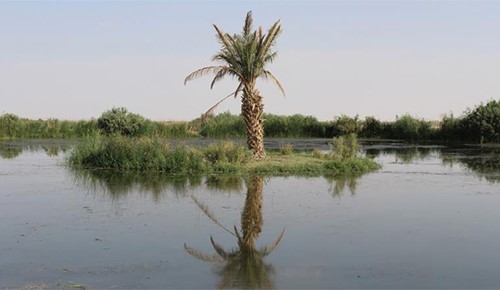 بالفيديو.. محمية الأزرق الأردنية.. سحر للناظرين واستراحة للطيور