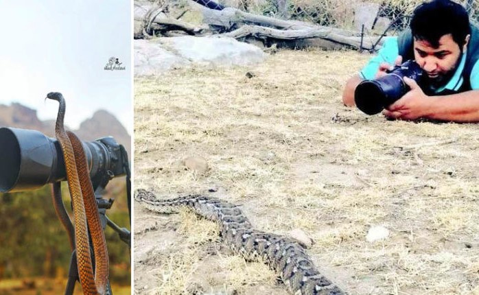 بالفيديو.. مصور سعودي يتعرض لهجوم مباغت من كوبرا.. وحيلة سريعة أفلتته منها