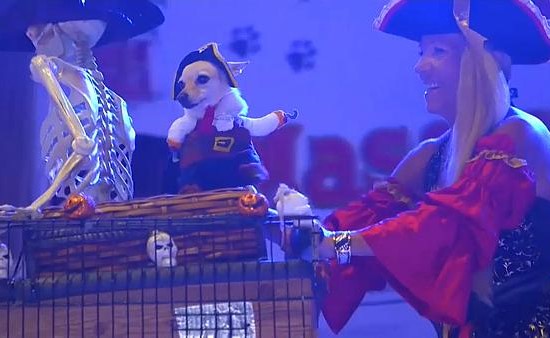 بالفيديو.. الحيوانات الأليفة تشارك في الحفل السنوي للأزياء التنكرية في فلوريدا