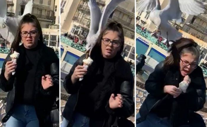 بالفيديو.. فتاة تتعرض لموقف مفاجئ بسبب طائر نورس