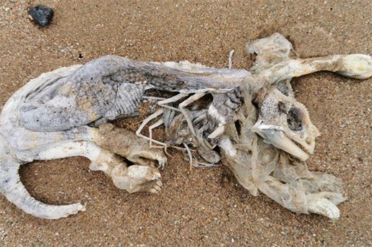 ظهور بقايا كائن غريب على شاطئ باسكتلندا