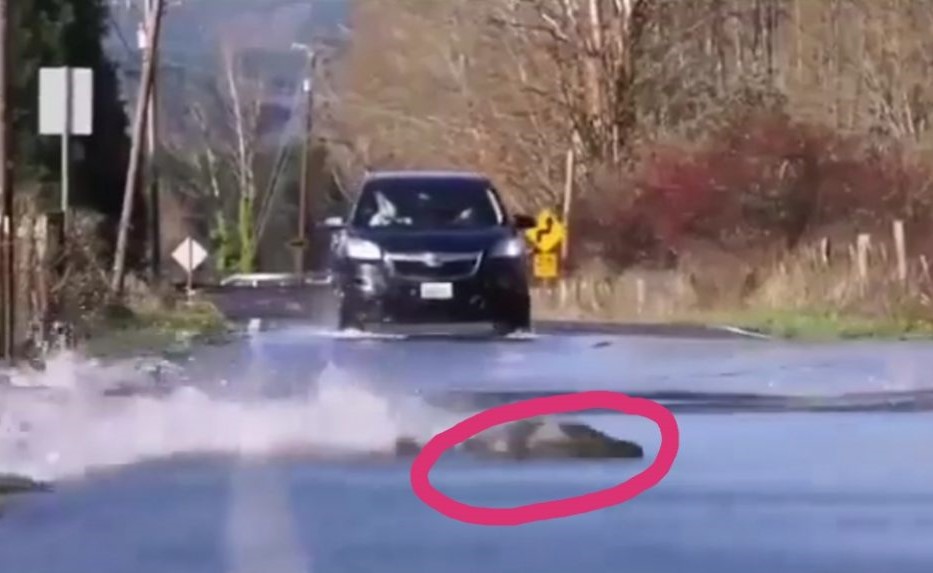 بالفيديو.. هل سبق لك أن رأيت أسماك تعبر الطريق أثناء مرور المركبات؟