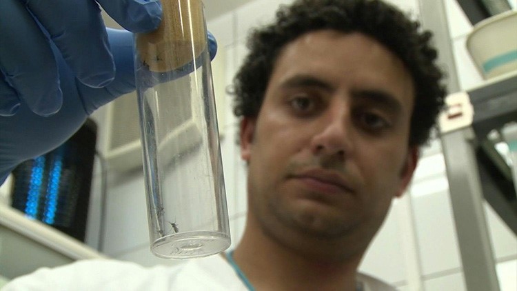 منظمة الصحة العالمية تعوّل على تعقيم البعوض للحد من انتشار الأمراض