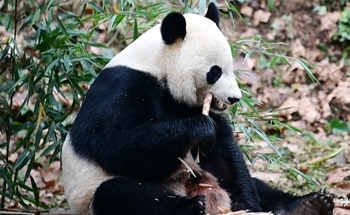 الباندا «باي باي» يصل إلى الصين