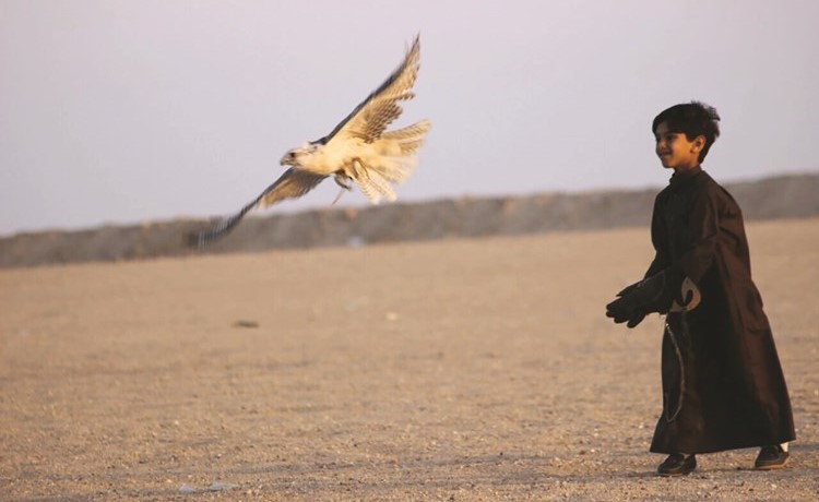 جانب من مسابقة الصقار الصغير﻿