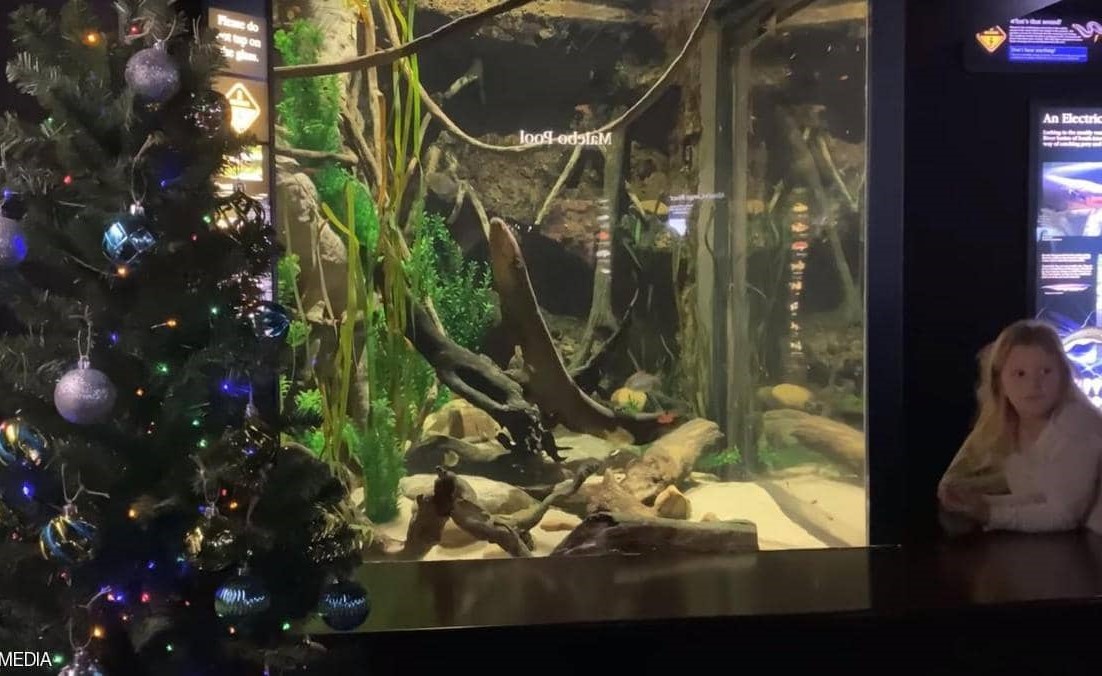 فيديو للتجربة المذهلة .. "كهرباء السمك" تضيء شجرة عيد الميلاد..