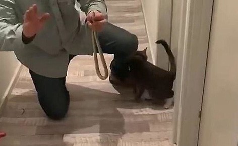 بالفيديو.. شاهد ماذا جلب قط منزلي إلى صاحبه
