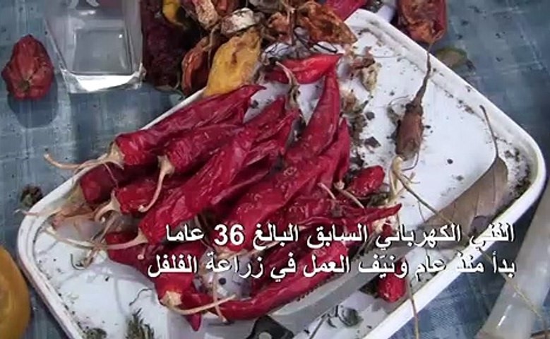 بالفيديو.. أنواع الفلفل الأقوى طعما في العالم تنبت تحت الثلوج في صربيا