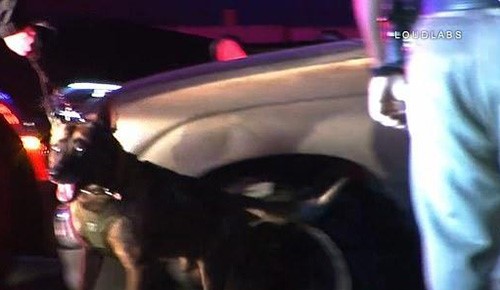 بالفيديو.. كلب يطير في الهواء ويقفز داخل سيارة للإمساك بمشتبه به في كاليفورنيا!