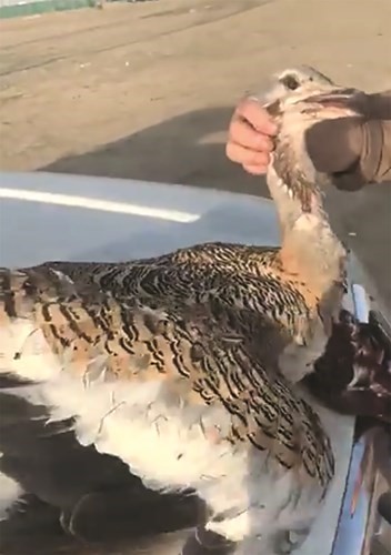 الوافد «المتفاخر» بقتل الحباري في بر الكويت أمام شرطة البيئة: الطير أتى لي من الخارج ولم أقتله ولكن ذبحته وفق الشريعة