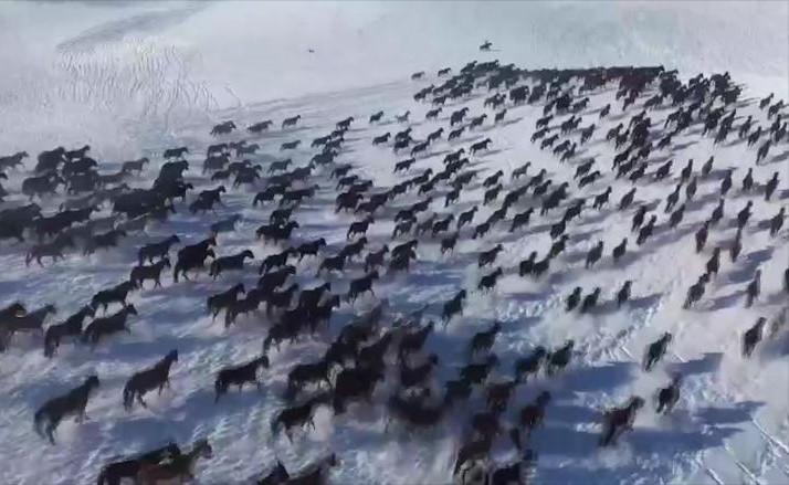"خيول الجنة" تركض سويًا فوق الثلوج في الصين