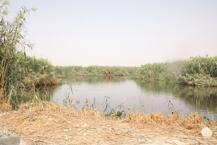 جانب من محمية الجهراء﻿