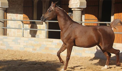 بالفيديو.. ترمسعيا بفلسطين مربط الخيول العربية وميدانها