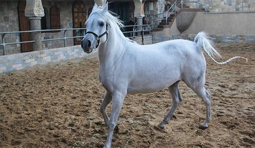 بالفيديو.. ترمسعيا بفلسطين مربط الخيول العربية وميدانها