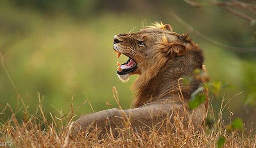 بسبب السحر الأسود.. ذبح 16 أسدا ونزع وجوهها ومخالبها