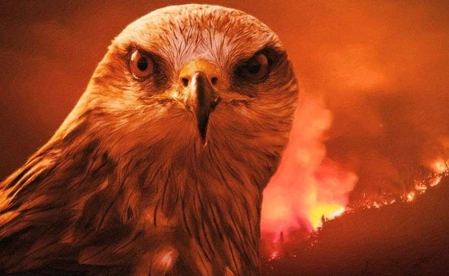بالفيديو.. طائر شرير حذر منه الرسول هو أكبر مسبب لحرائق أستراليا