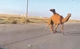 جانب من الجمال السائبة على الطريق