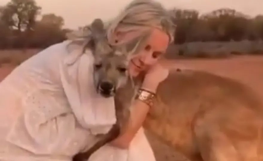 فيديو مؤثر.. كنغر يحتضن امرأة أنقذته من حرائق أستراليا